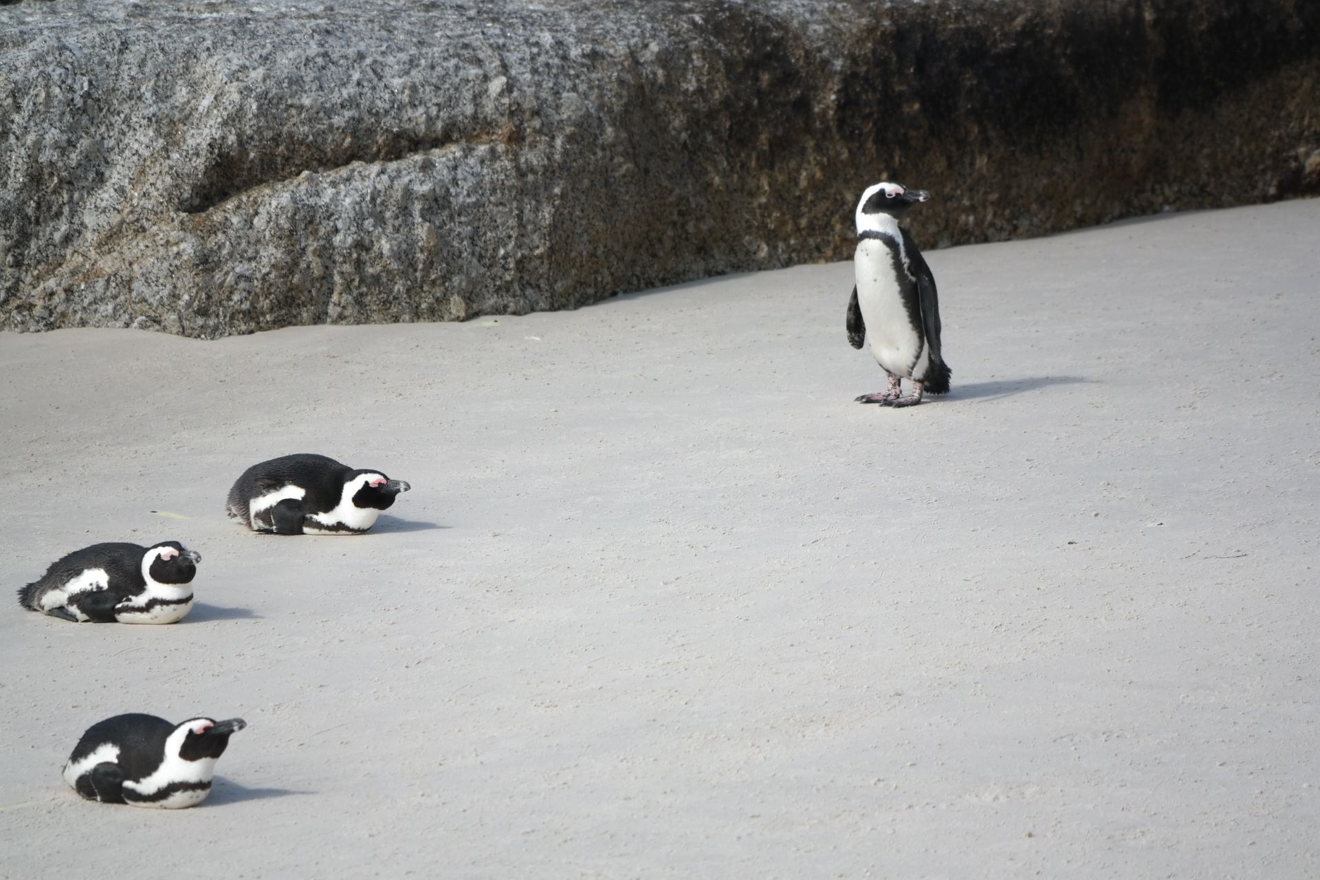 African penguins