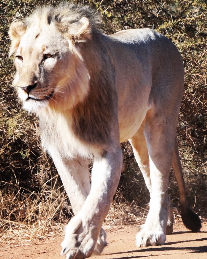 Male Lion