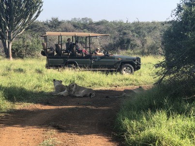Game drive lions